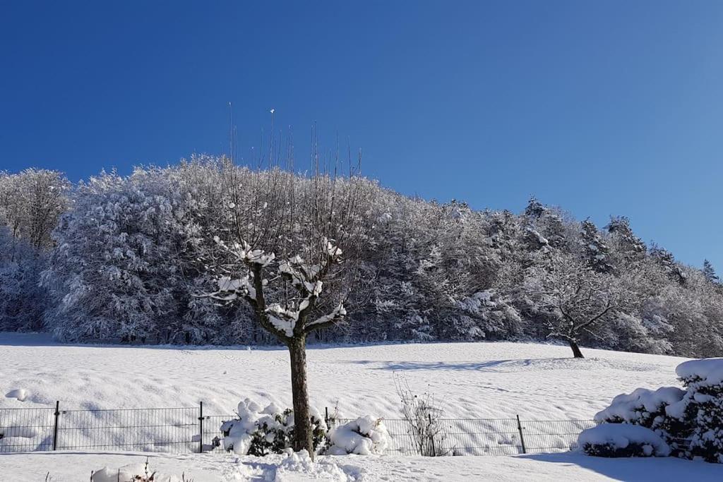 Ferienwohnung Talblick Im Schwarzwald Seelbach  Eksteriør bilde